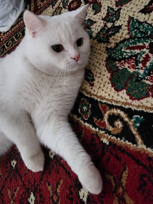 Hadyaga beriladi yaxshi qarab biladiganlar uchun