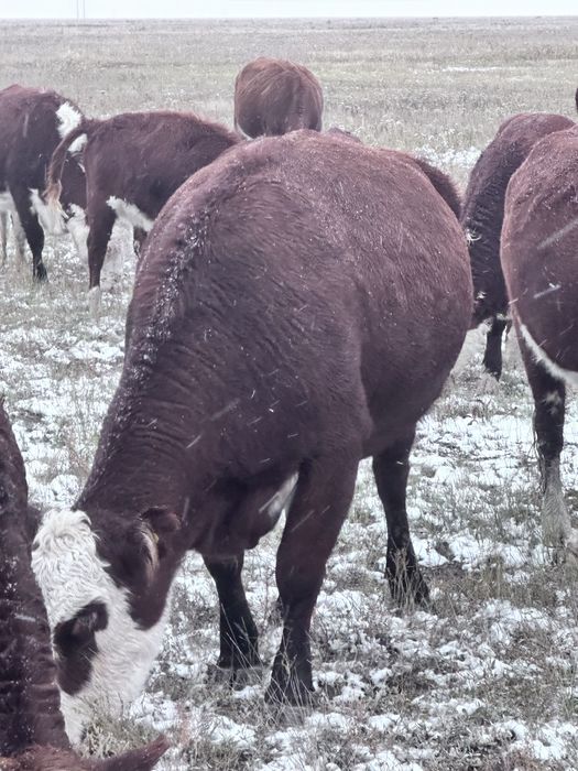 Продам срочно крс каровы