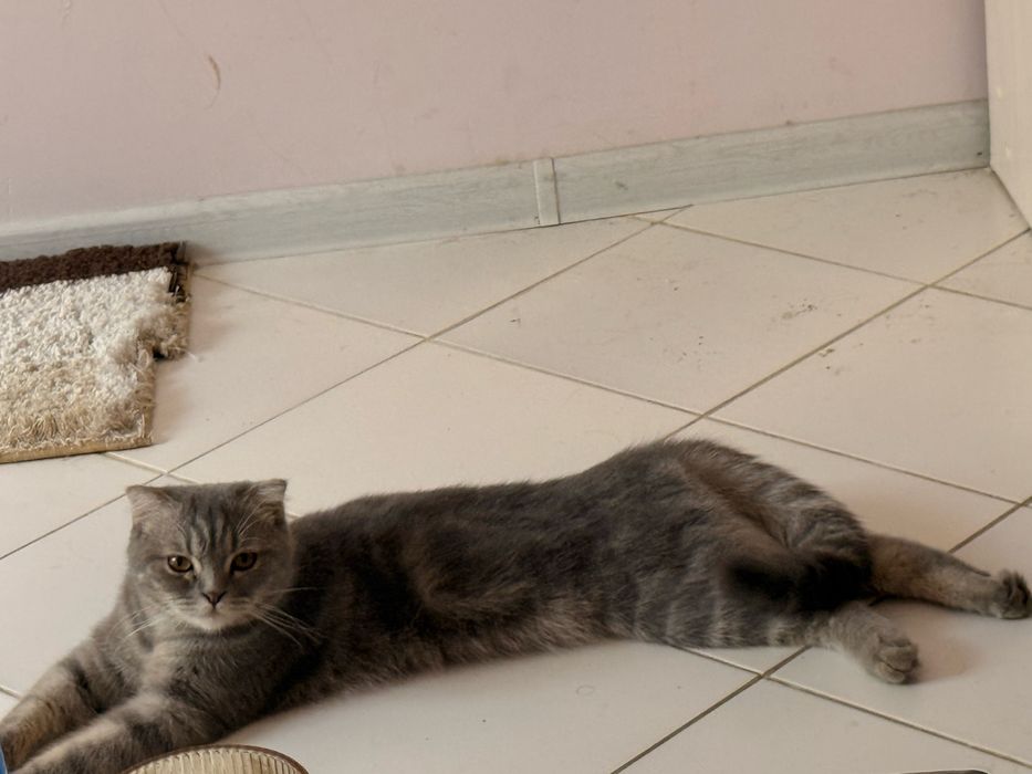 Кошка.              .