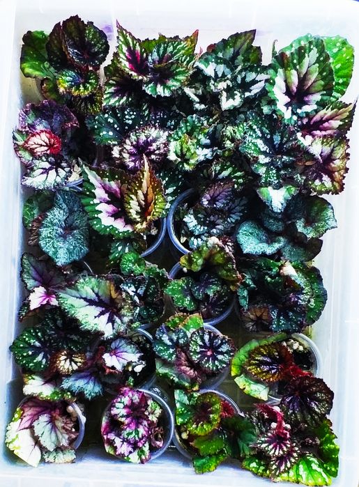 Детки бегоний сортовых