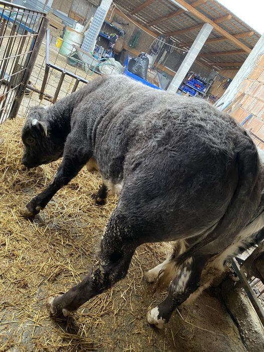 Vitei rasa albastru belgian