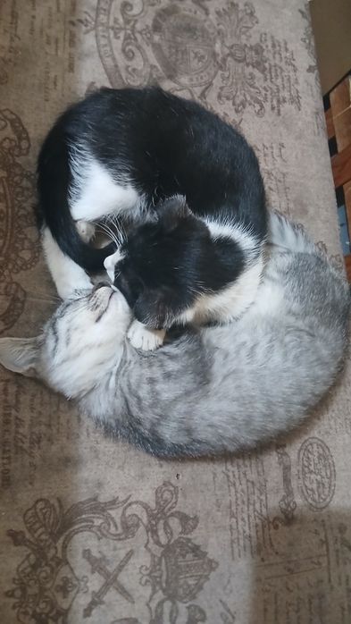 Котята бесплатно