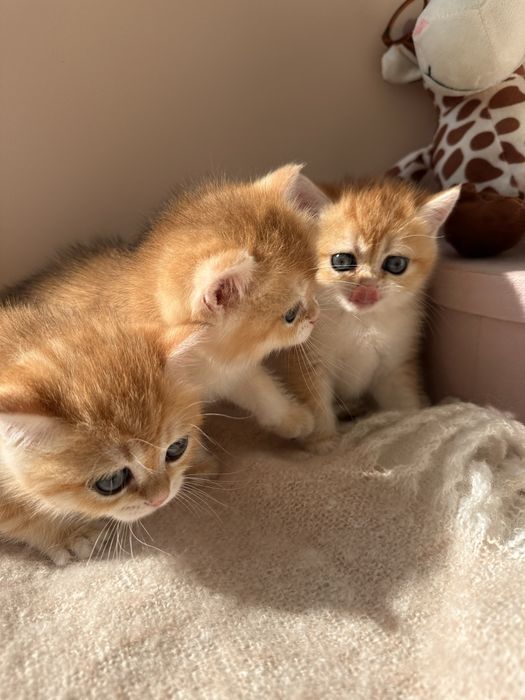Золотые котята окрас шиншилла