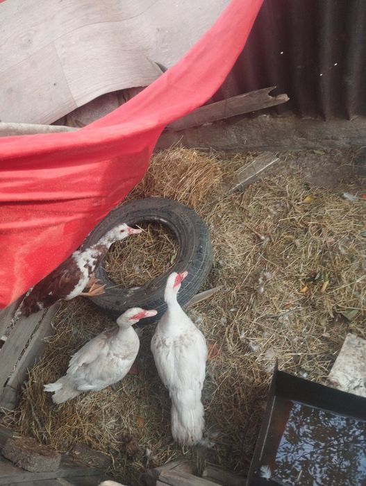 Продам уток и кур