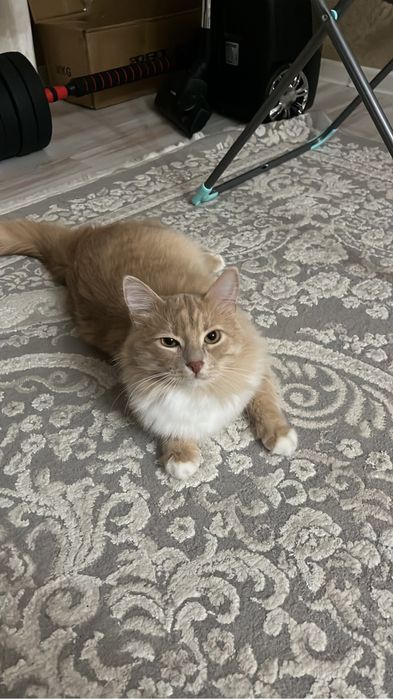 Отдам кота в добрые руки