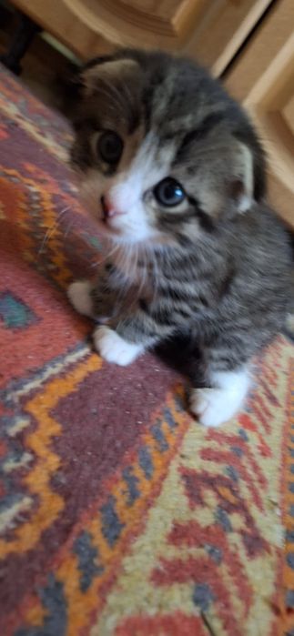 Котята,добрые,игривые и спокойные.
