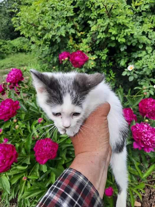 Девочка ищет дом