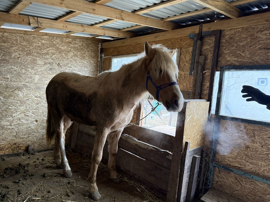 Кунан сатылады багасына келісеміз