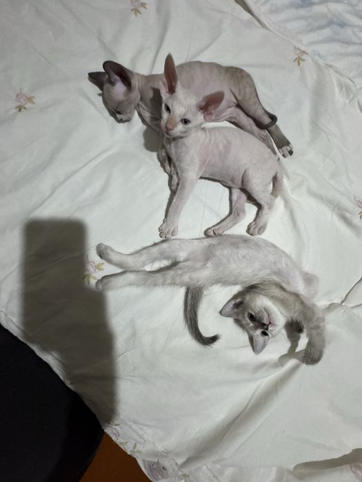 котята сфинкс 1