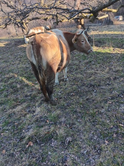 De vânzare doua vaci