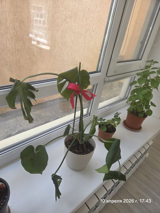 Комнатные растения