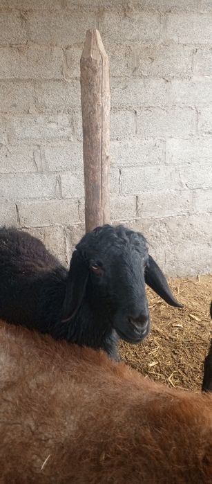 Qoʻchqor erkak echki  sotiladi kelishilgan holda