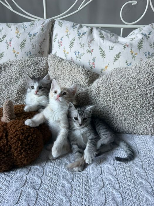 Отдам котят в добрые руки
