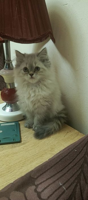 Продается котёнок персидской породы