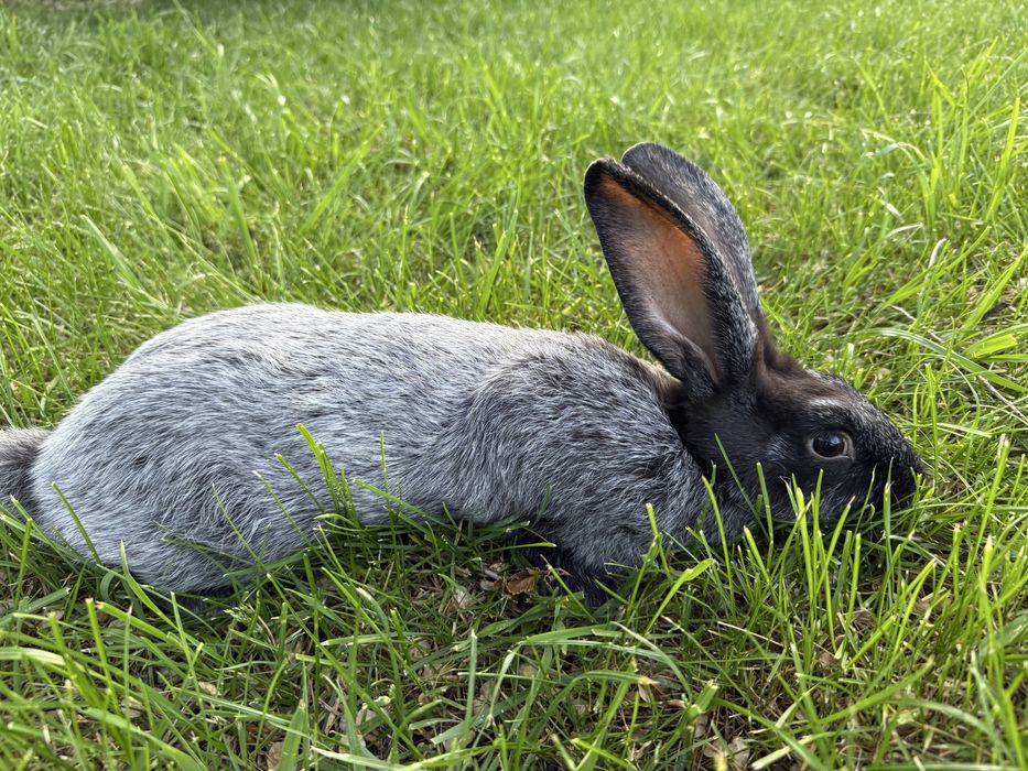 Крольчата Полтавское серебро