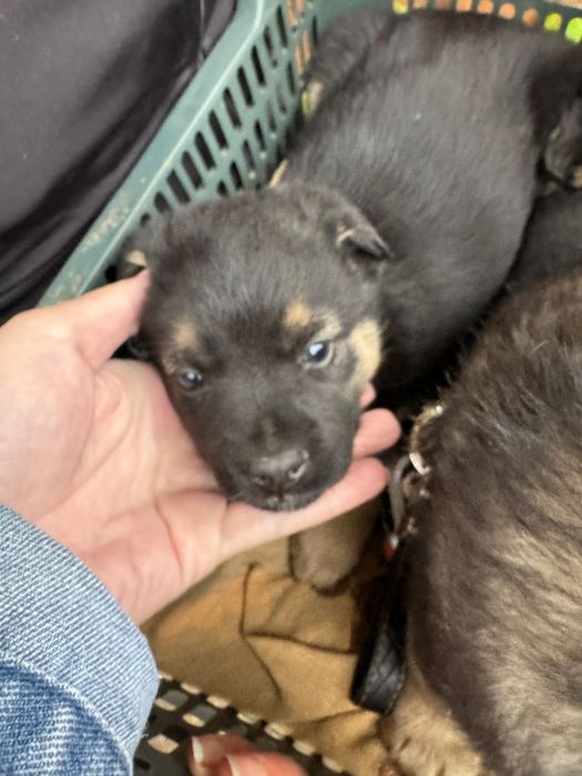 Отдаем бесплатно