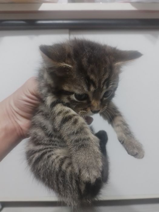 Продам бенгальских котят!