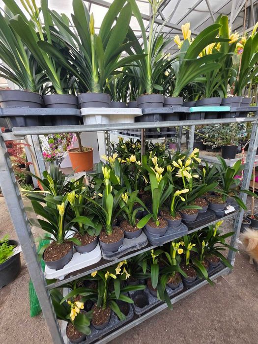 Киливия - Жълта ,,