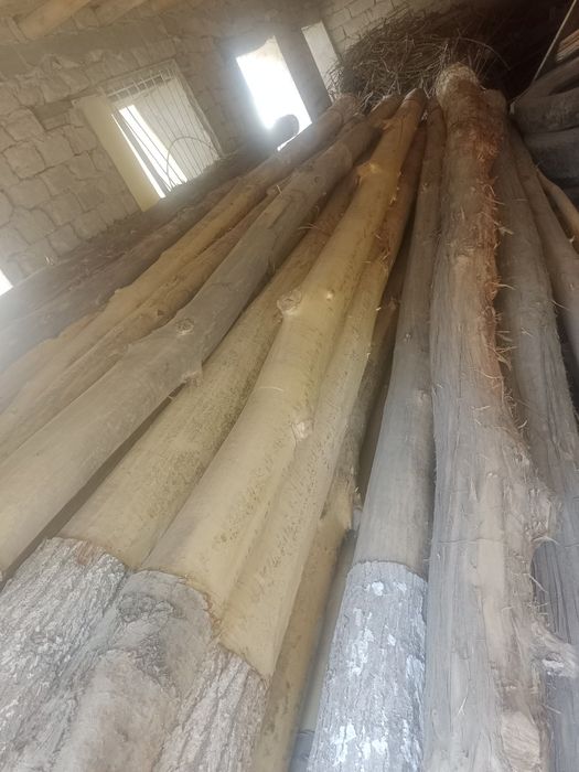 Tsoʻsin sotiladi (Terak)