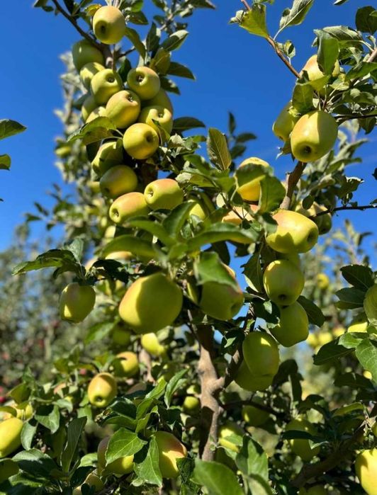 Продам местные вкусные яблоки разных сортов