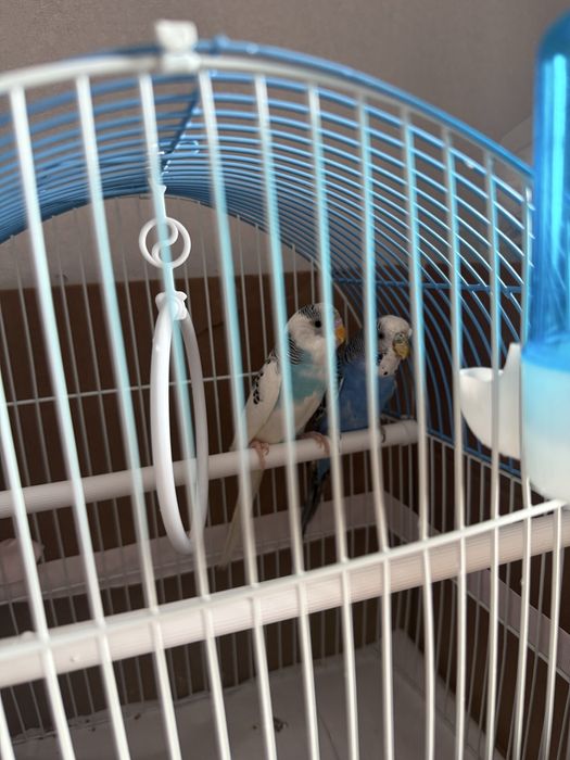 Продам пара попугай