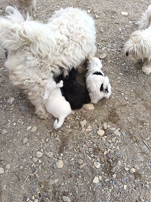 Donez cățelusi spre adopție