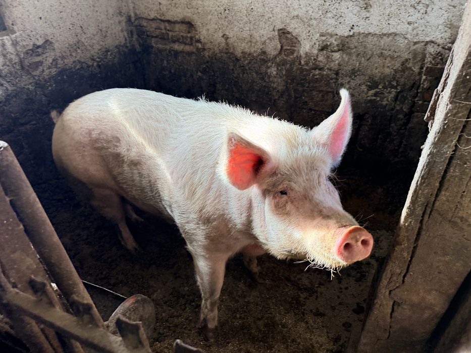 Женско прасе за празниците