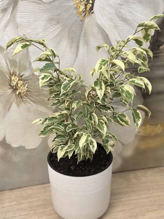 Комнатные цветочки