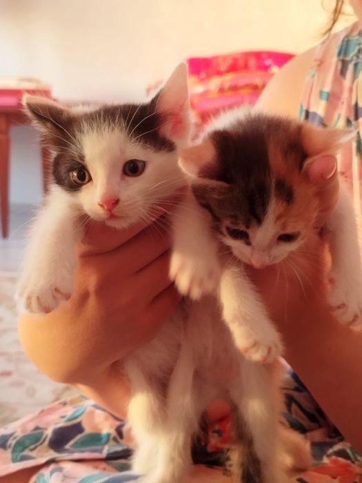 Девочки котята ищут дом