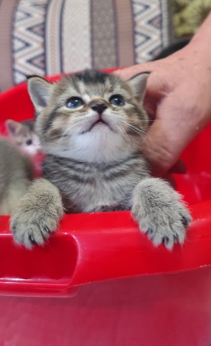 Подарок. Породистые котята