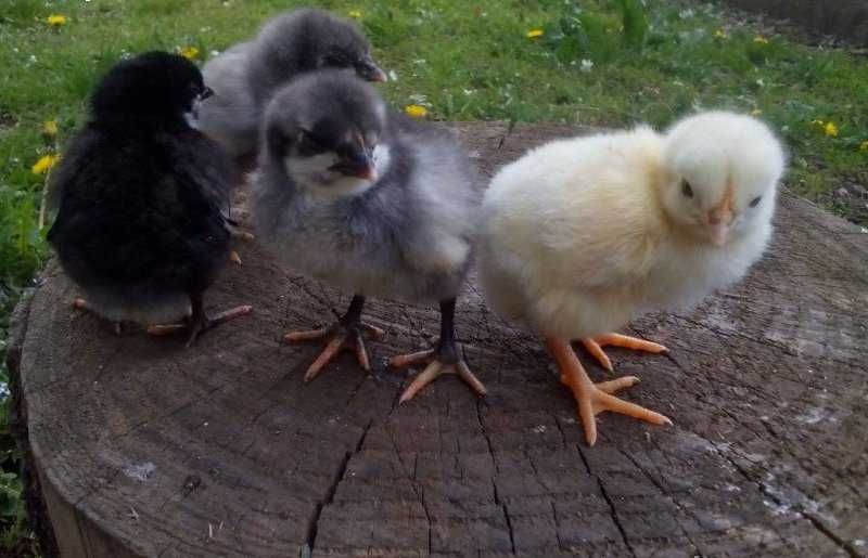 Продавам яйца от Брезе.