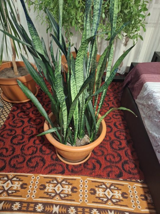 Vand Flori de Casă și Apartament