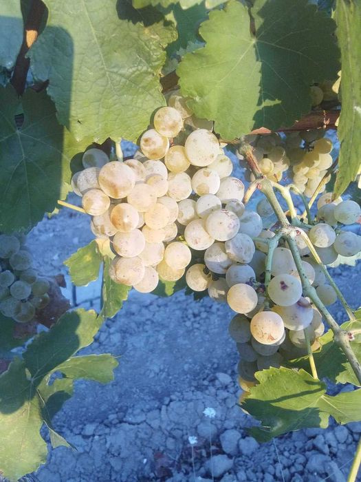 Продавам Грозде Мускат Отонел, южен склон, село Брястово Новозагорско