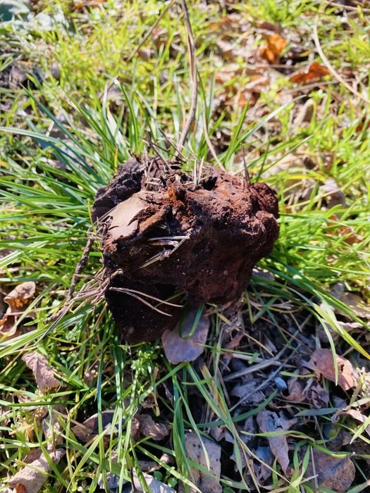 Прахан от бял бор за разпалване на огън и оцеляване