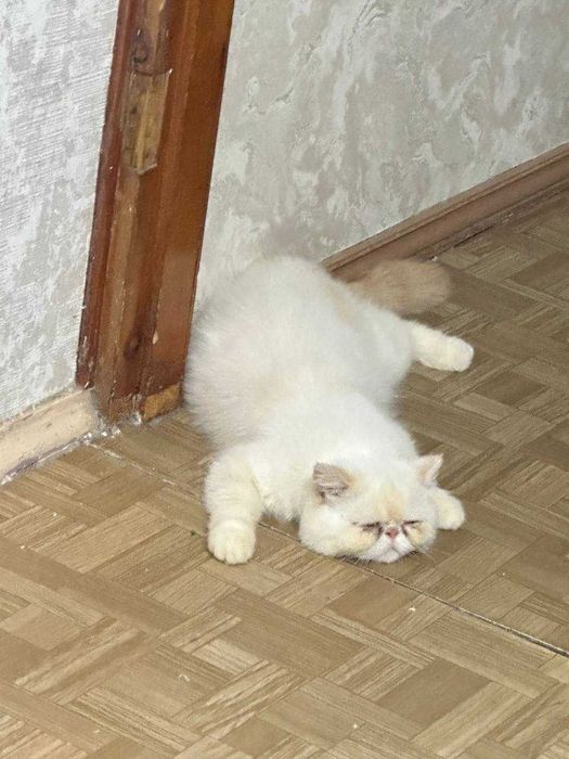 Mushuk sotiladi paroda ekzot