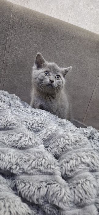 Скоттиш страйт котята