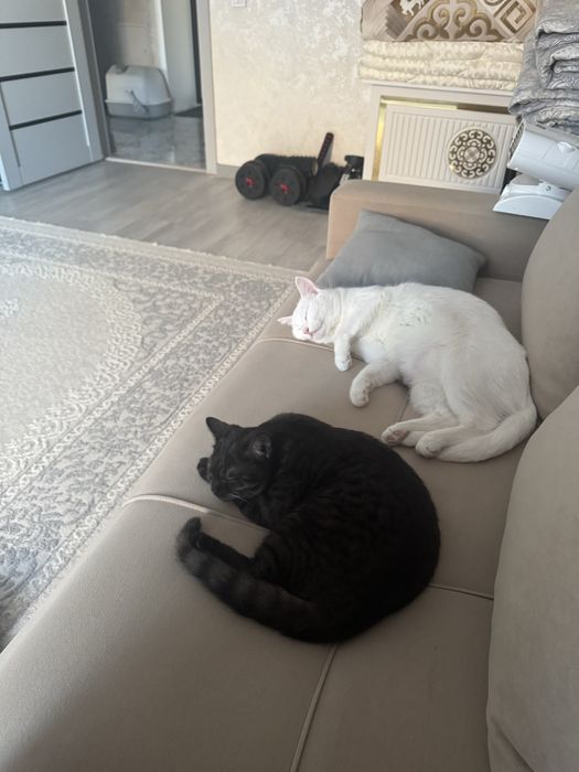 Отдам котенка в хорошие добрые руки