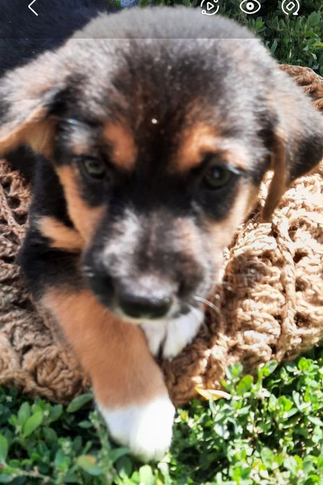 Отдам в добрые руки щенков.Алматы.