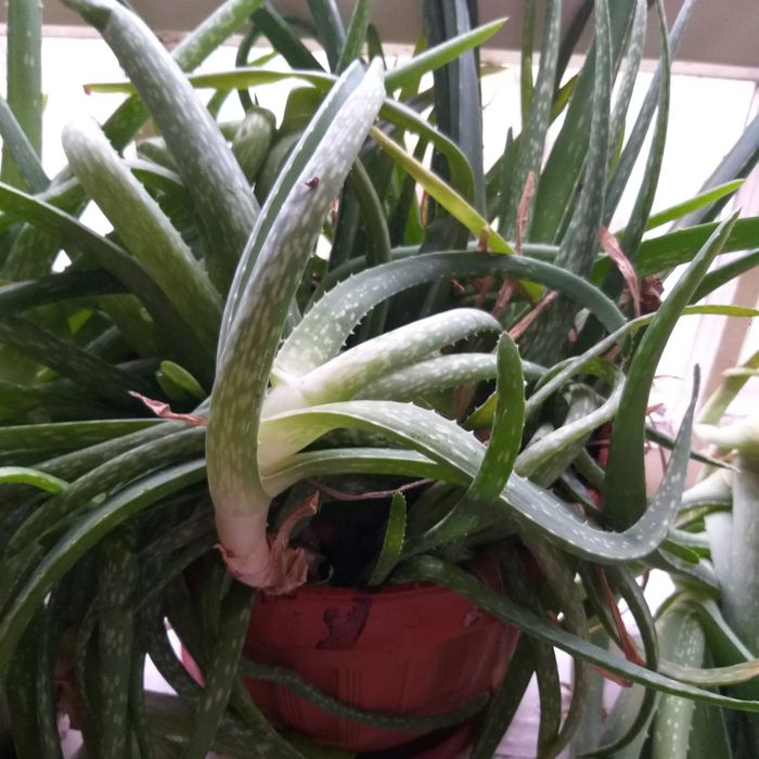 Продам алоэ большое