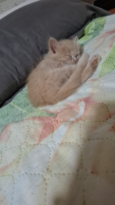 Отдаю в хорошие руки