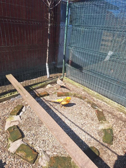 Fazani auriu pe galben argintii si pauni