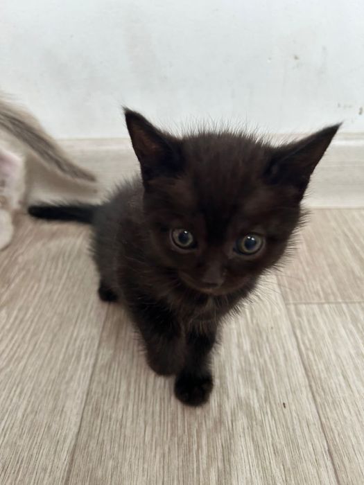 БЕСПЛАТНО отдам котят
