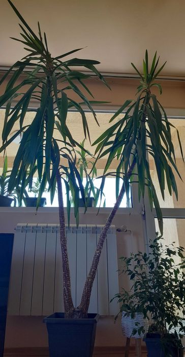 Продавам Слонска Юка - различни размери