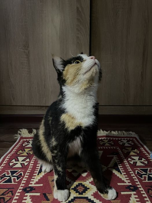 кошка в хорошие руки