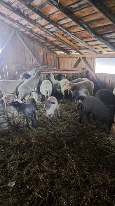 Oi de vanzare ‼️‼️