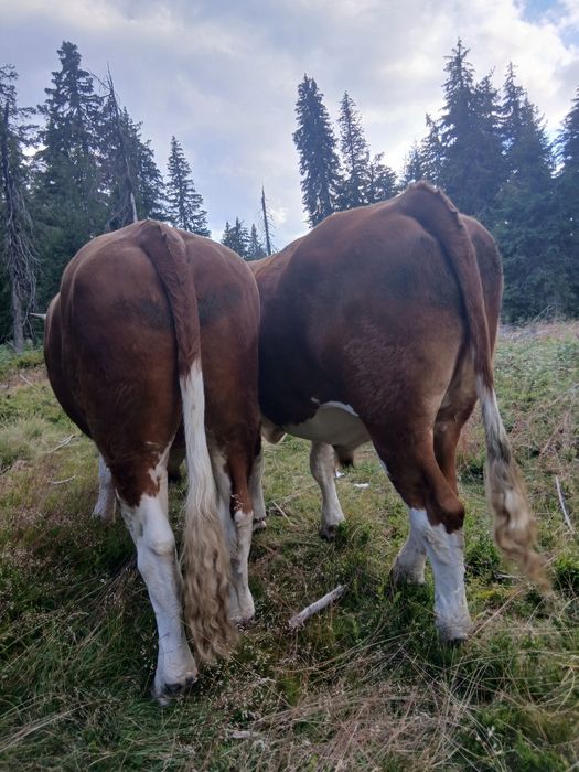 Vind junci buni..