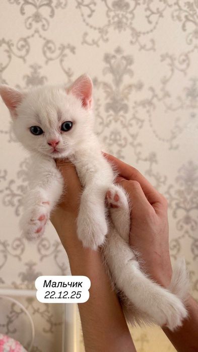 Продаются котята