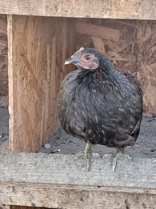 Vând familii de găini americane