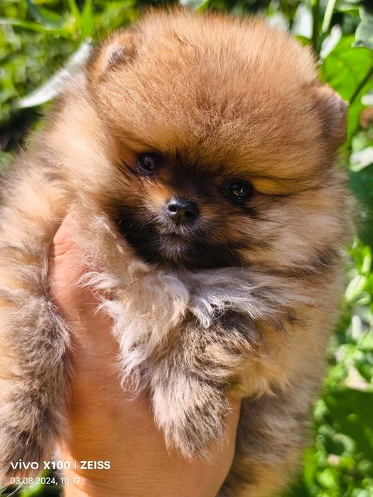 Продам щенков шпица.