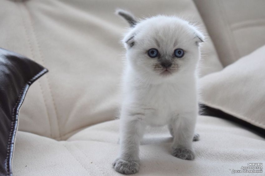 Шотландские котята